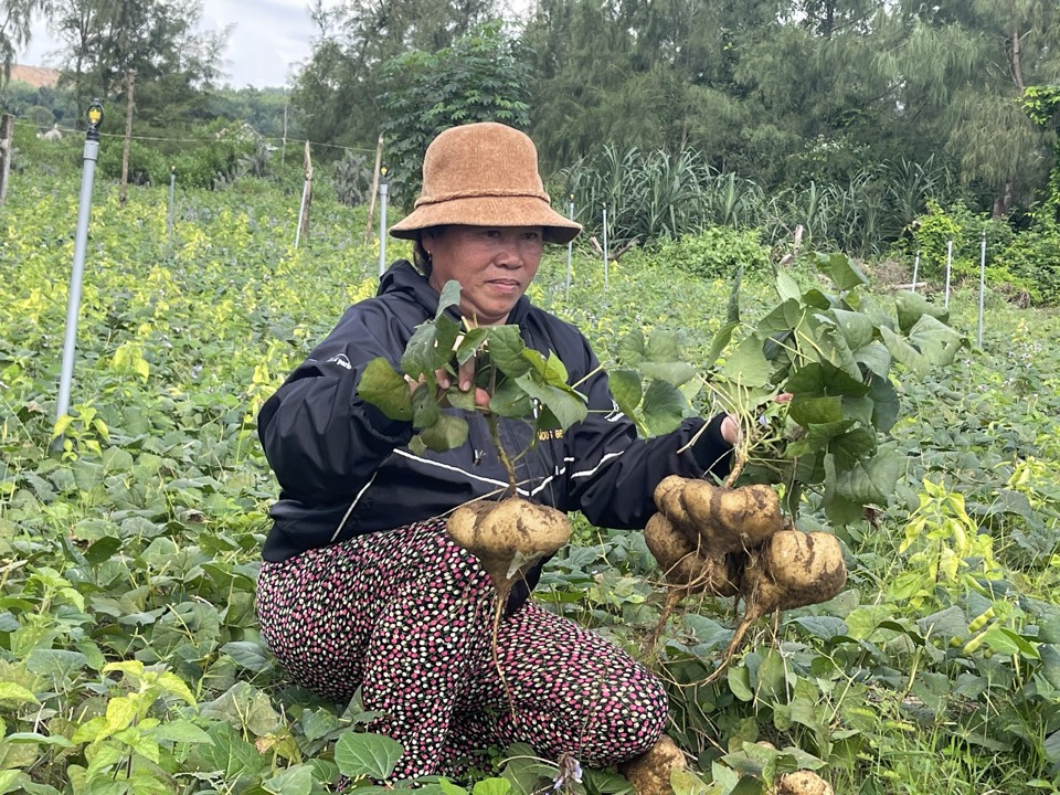 B&agrave; Nguyễn Thị Ngoan (th&ocirc;n Dương Quang) trồng 6 s&agrave;o củ sắn (500m2/s&agrave;o) với sản lượng ước t&iacute;nh khoảng 16 tấn. Bỏ ra chi ph&iacute; h&agrave;ng chục triệu đồng để đầu tư, chưa t&iacute;nh c&ocirc;ng nhưng đến thời điểm n&agrave;y b&agrave; chỉ mới b&aacute;n được v&agrave;i trăm kg. Ảnh: H&agrave; Phương