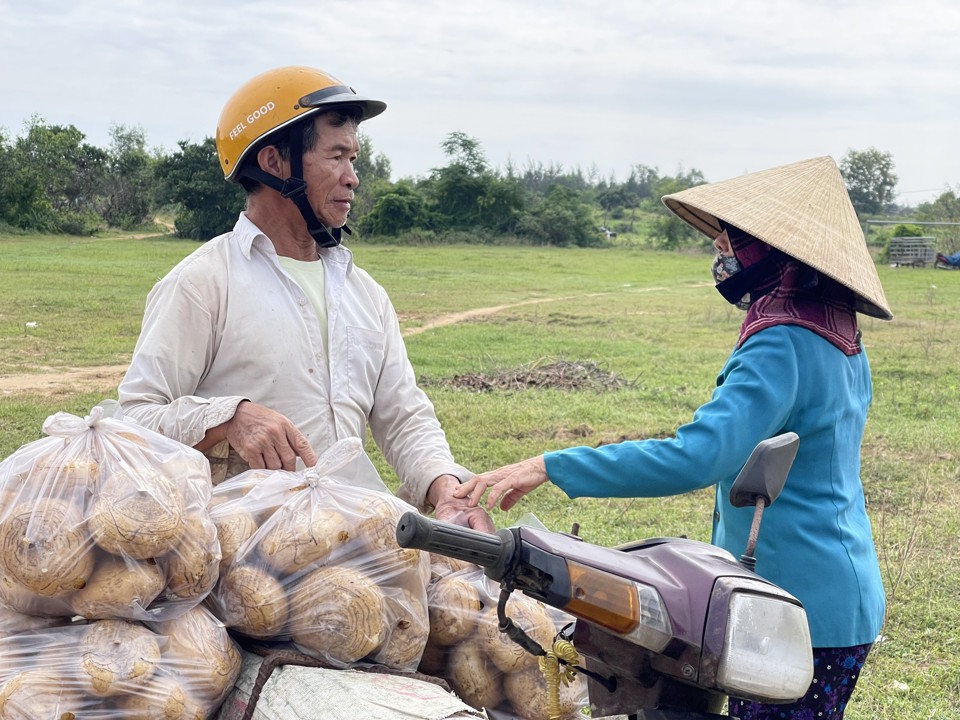 "T&ocirc;i c&oacute; 6 s&agrave;o củ sắn,với gi&aacute; như b&acirc;y giờ, năm nay t&ocirc;i thua lỗ khoảng 40 triệu đồng", &ocirc;ng Hồ Minh Lin cho hay.&nbsp;Ảnh: H&agrave; Phương