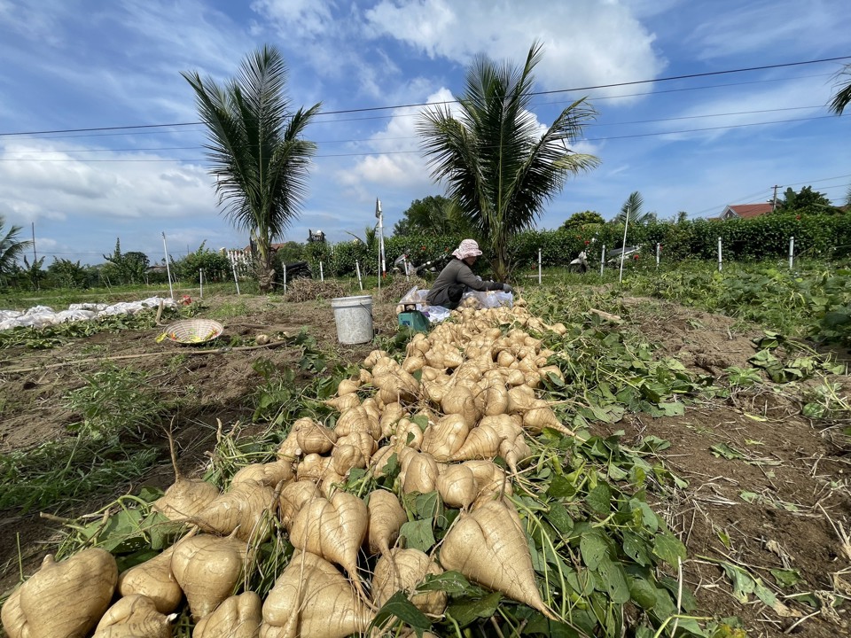 Chủ tịch UBND x&atilde; Đức Thắng Nguyễn Tấn Việt cho biết: "Dương Quang l&agrave; v&ugrave;ng trồng củ sắn lớn nhất tỉnh Quảng Ng&atilde;i với diện t&iacute;ch hơn 36ha, sản lượng khoảng 1.400 tấn. Năm nay củ sắn kh&oacute; b&aacute;n, c&oacute; khả năng v&igrave; tr&ugrave;ng vụ thu hoạch với c&aacute;c tỉnh ph&iacute;a Nam. Hiện Hội N&ocirc;ng d&acirc;n tỉnh Quảng Ng&atilde;i đ&atilde; k&ecirc;u gọi nh&acirc;n d&acirc;n, đo&agrave;n thể hỗ trợ ti&ecirc;u thụ nhưng vẫn chưa được bao nhi&ecirc;u".&nbsp;Ảnh: H&agrave; Phương