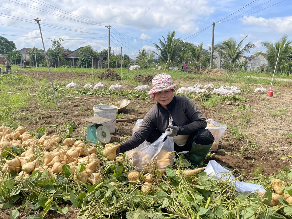 Đang v&agrave;o ch&iacute;nh vụ thu hoạch củ sắn nhưng h&agrave;ng trăm hộ d&acirc;n ở th&ocirc;n Dương Quang (x&atilde; Đức Thắng, huyện Mộ Đức) như ngồi tr&ecirc;n đống lửa v&igrave; đối diện với nguy cơ chưa từng c&oacute;. Ảnh: H&agrave; Phương