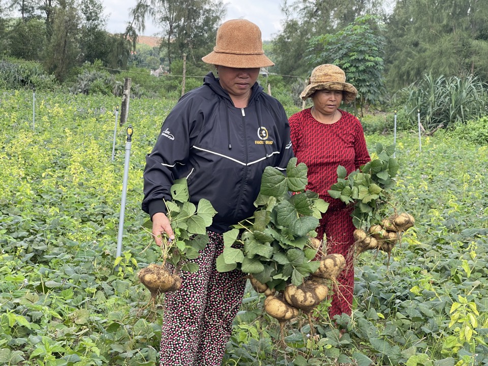 Mỗi năm 1 vụ, trồng củ sắn l&agrave; nghề truyền thống của hơn 300 hộ d&acirc;n th&ocirc;n Dương Quang, nhưng chưa năm n&agrave;o n&agrave;o củ sắn vừa mất gi&aacute;, vừa kh&oacute; b&aacute;n như hiện tại.&nbsp;Ảnh: H&agrave; Phương