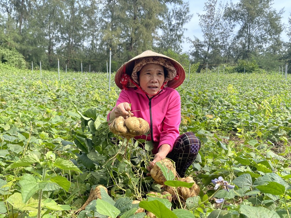 Những năm trước, củ sắn ở th&ocirc;n Dương Quang rất được thị trường ưa chuộng, mang lại thu nhập lớn cho người trồng. C&ograve;n năm nay, b&agrave; con đang đối diện nguy cơ mất Tết v&igrave; thua lỗ nặng.&nbsp;Ảnh: H&agrave; Phương