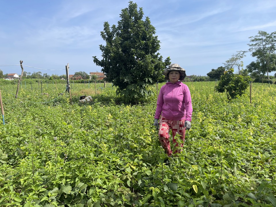 Th&ecirc; thảm hơn b&agrave; Ngoan, b&agrave; Nguyễn Thị Xu&acirc;n (th&ocirc;n Dương Quang) trồng tận 20 s&agrave;o củ sắn nhưng thời điểm n&agrave;y vẫn chưa c&oacute; người mua.&nbsp;Ảnh: H&agrave; Phương