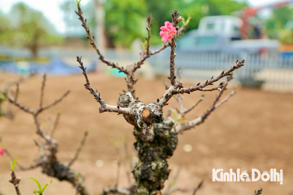 Loại đào “nằm phòng điều hoà" chờ ngày nở hoa đúng Tết Nguyên đán - Ảnh 4