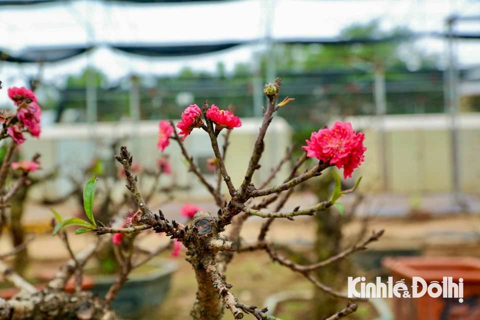 Hoa đ&agrave;o Thất Thốn đậm m&agrave;u, kh&ocirc;ng qu&aacute; sẫm, nụ to, khi nở b&ocirc;ng to, c&aacute;nh k&eacute;p tr&agrave;n đầy sức sống. L&aacute;, lộc đ&agrave;o cũng d&agrave;y, xanh thẫm, mọc ch&igrave;a đều ra xung quanh c&agrave;nh.