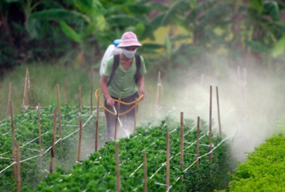 Tại Việt Nam, theo quy định chỉ d&ugrave;ng thuốc thuộc nh&oacute;m độc V (hệ GHS, nh&oacute;m &iacute;t độc nhất), mới được d&ugrave;ng cho c&acirc;y lương thực, thực phẩm v&agrave; c&acirc;y ăn quả. (Ảnh minh hoạ)