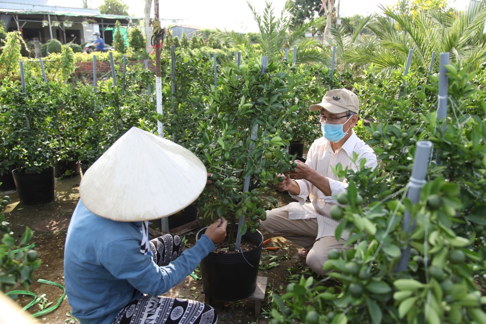 Gi&aacute; trị hoa kiểng đang mang lại nguồn thu nhập rất tốt cho người d&acirc;n Sa Đ&eacute;c. (Ảnh Hữu Tuấn)