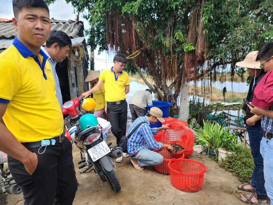 Thu mua tôm sú hữu cơ vùng trồng lúa ST24 huyện Thới Bình Cà Mau (Hoàng Nam)