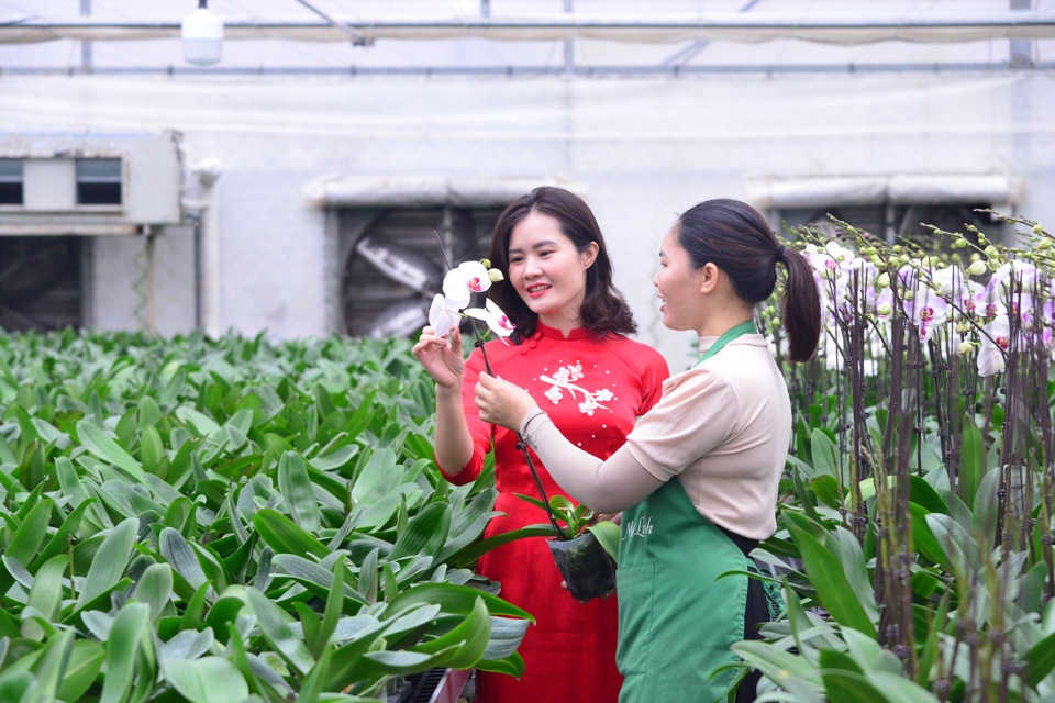 Trang trại trồng hoa lan theo c&ocirc;ng nghệ cao tại x&atilde; Đại Thịnh, huyện M&ecirc; Linh.