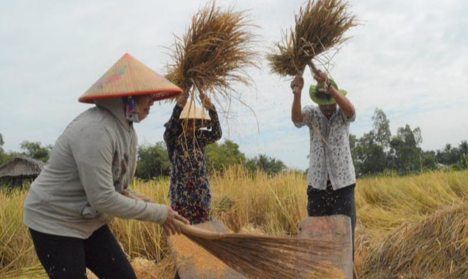 Gi&aacute; l&uacute;a gạo h&ocirc;m nay 13/12/2023: Thị trường lặng s&oacute;ng. Ảnh minh họa.