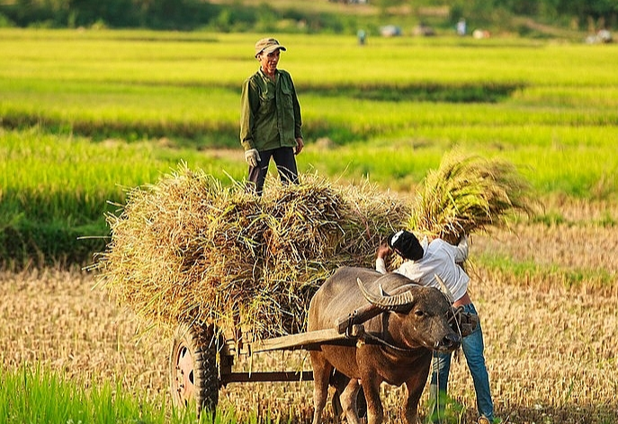 Gi&aacute; l&uacute;a gạo h&ocirc;m nay 16/12/2023: Đồng loạt đi ngang. Ảnh minh họa.