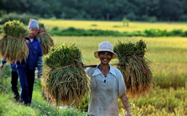 Gi&aacute; l&uacute;a gạo h&ocirc;m nay 17/12/2023: Gi&aacute; l&uacute;a biến động tr&aacute;i chiều. Ảnh minh họa.