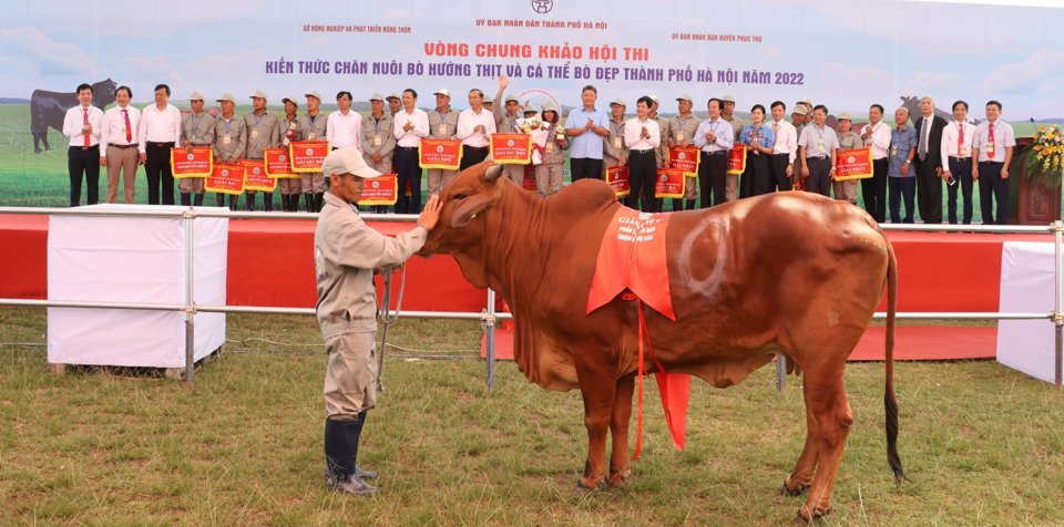 Cá thể bò giành giải Đặc biệt tại Hội thi Kiến thức chăn nuôi bò hướng thịt và cá thể bò đẹp TP Hà Nội năm 2022. Ảnh: Ngọc Ánh