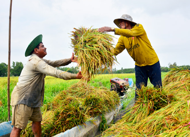 Gi&aacute; l&uacute;a gạo h&ocirc;m nay 18/12/2023: Duy tr&igrave; ổn định. Ảnh minh họa.