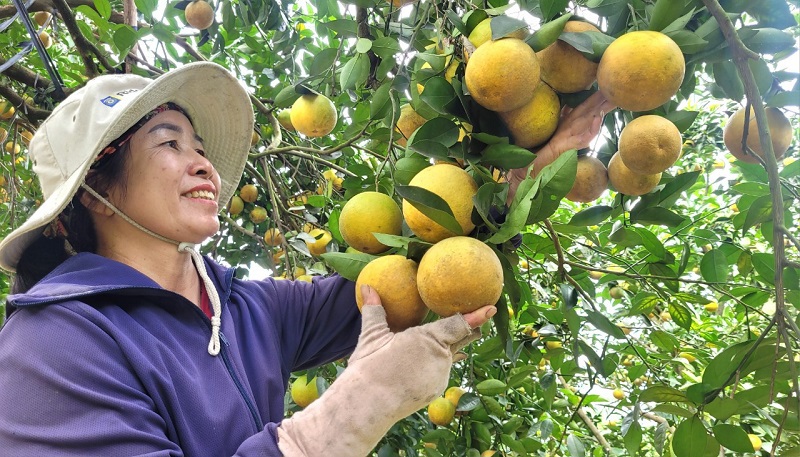 Vườn cam của chị Phan Thị Hiền ở x&atilde; Thượng Lộc sai trĩu quả, ch&iacute;n mọng dịp cuối năm