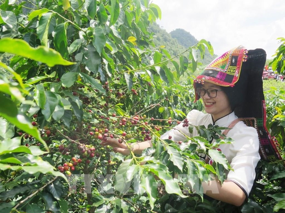 Gi&aacute; c&agrave; ph&ecirc; h&ocirc;m nay 19/12: Arabica tiếp tục tăng, Robusta rơi từ đỉnh 15 năm