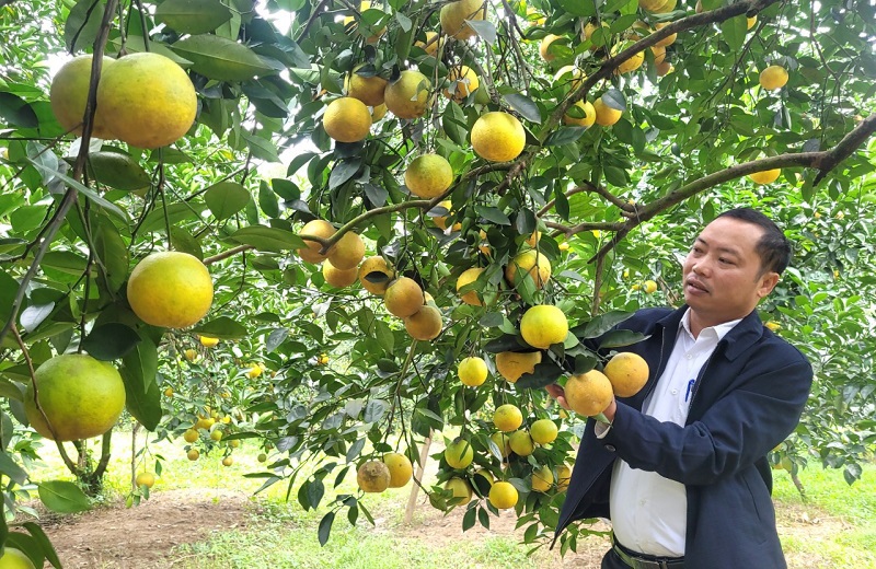 C&acirc;y ăn quả l&agrave; một trong những c&acirc;y trồng chủ lực n&acirc;ng cao hiệu quả kinh tế, x&acirc;y dựng n&ocirc;ng th&ocirc;n mới tại nhiều địa phương ở tỉnh H&agrave; Tĩnh