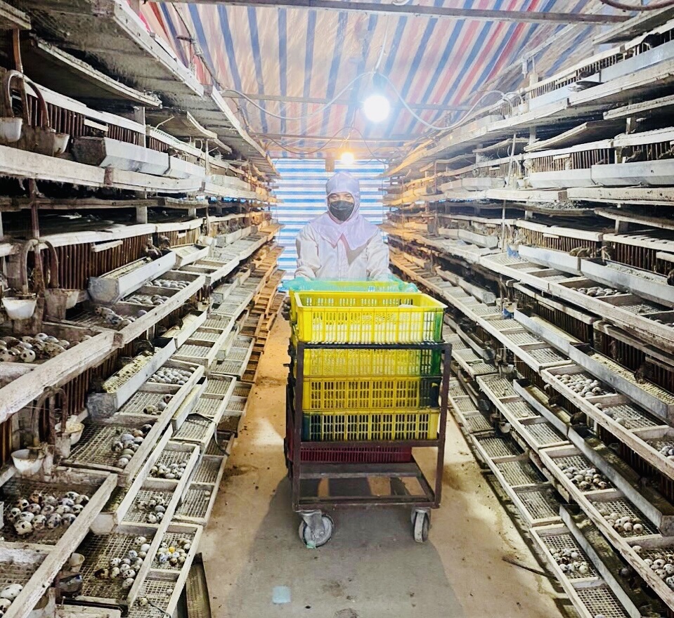 Trang trại của anh Trương Ngọc Sơn (xã Văn Khê, huyện Mê Linh) nuôi chim cút lấy trứng. Ảnh: Lâm Nguyễn