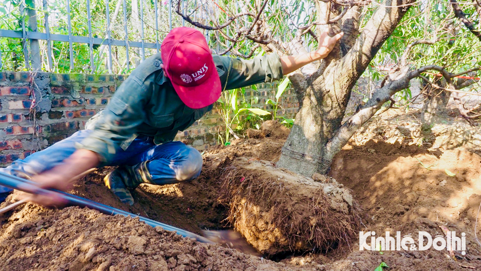 Ở vườn việc đ&agrave;o v&agrave; di chuyển c&acirc;y rất vất vả v&agrave; kh&oacute; khăn.