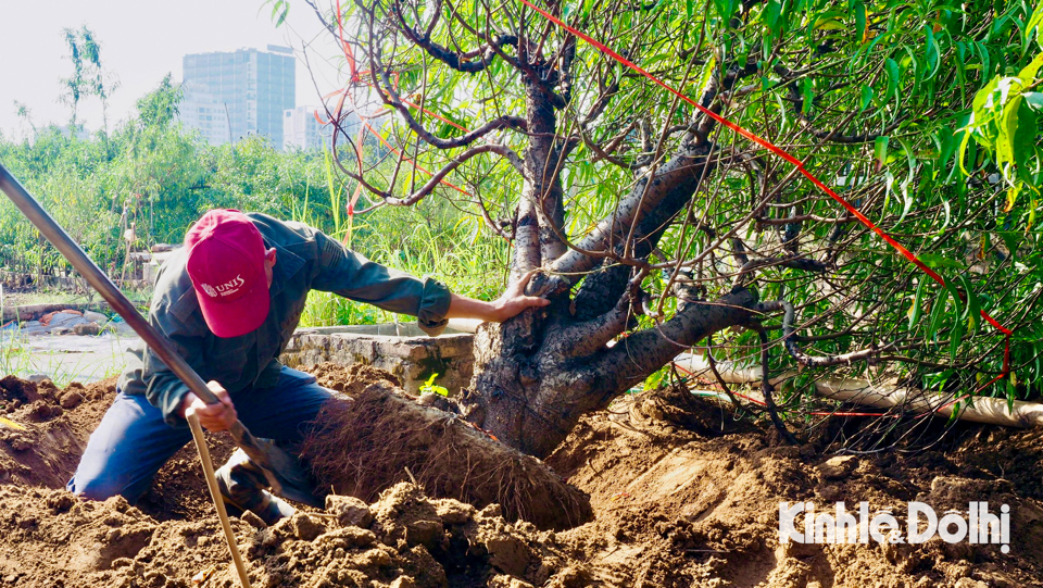 Đ&aacute;nh gốc đ&agrave;o thu&ecirc; l&agrave; c&ocirc;ng việc vất vả đ&ograve;i hỏi người lao động phải c&oacute; thể lực tốt. Tuy việc n&agrave;y chỉ mang t&iacute;nh thời vụ từ 1 đến 2 th&aacute;ng cao điểm trước Tết nhưng đem lại nguồn thu đ&aacute;ng kể cho người lao động.