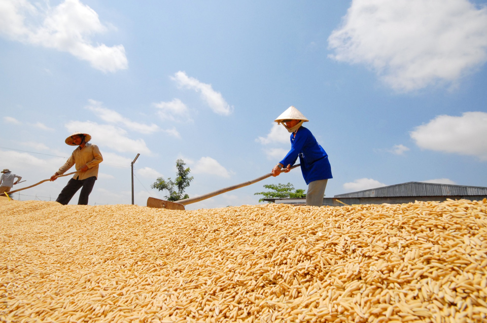 Gi&aacute; l&uacute;a gạo h&ocirc;m nay 22/12/2023: Gi&aacute; l&uacute;a chững, gi&aacute; gạo tăng. Ảnh minh họa.