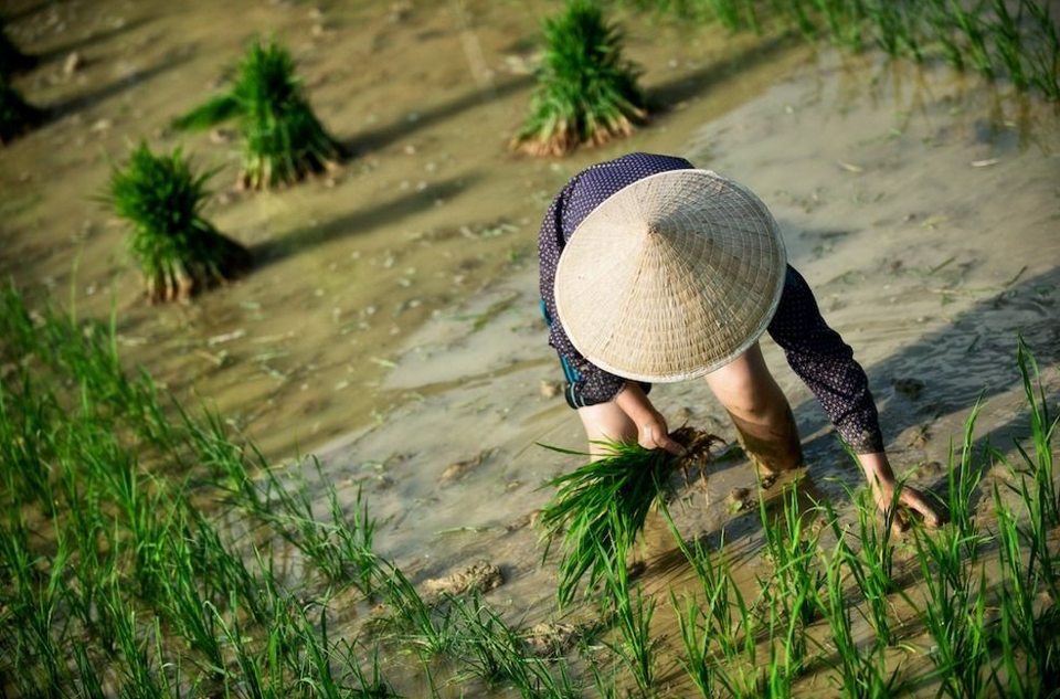 Gi&aacute; l&uacute;a gạo h&ocirc;m nay 23/12/2023: Gi&aacute; gạo xuất khẩu tăng nhẹ. Ảnh minh họa.