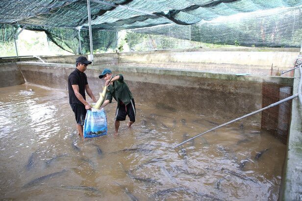 Huyện duy nhất ở Quảng Ngãi nuôi thành công cá tầm