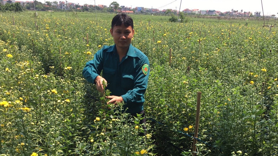 M&ocirc; h&igrave;nh trồng hoa chất lượng cao tại x&atilde; Tam Thuấn, huyện Ph&uacute;c Thọ. Ảnh: Ngọc &Aacute;nh