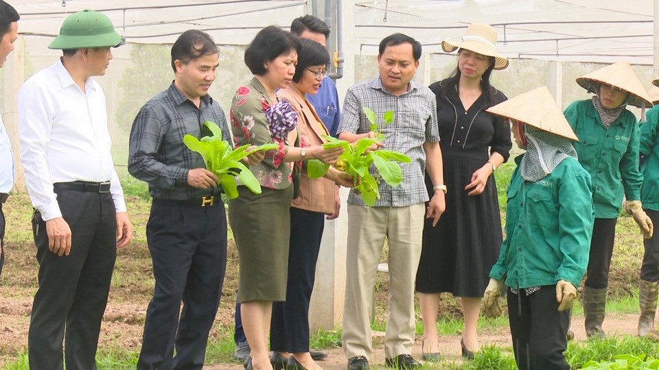 Ph&oacute; Chủ tịch UBND huyện Thường T&iacute;n B&ugrave;i C&ocirc;ng Thản c&ugrave;ng đại diện c&aacute;c đơn vị kiểm tra sản xuất rau sạch tr&ecirc;n địa b&agrave;n