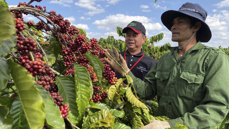 Gi&aacute; c&agrave; ph&ecirc; h&ocirc;m nay 29/12: C&agrave; ph&ecirc; tăng vọt, trong nước gần 70.000 đồng/kg &nbsp;