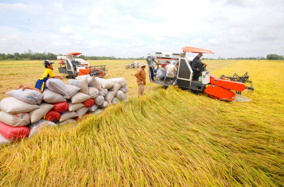 Gi&aacute; l&uacute;a gạo h&ocirc;m nay 30/12/2023: Duy tr&igrave; đ&agrave; ngang. Ảnh minh họa.