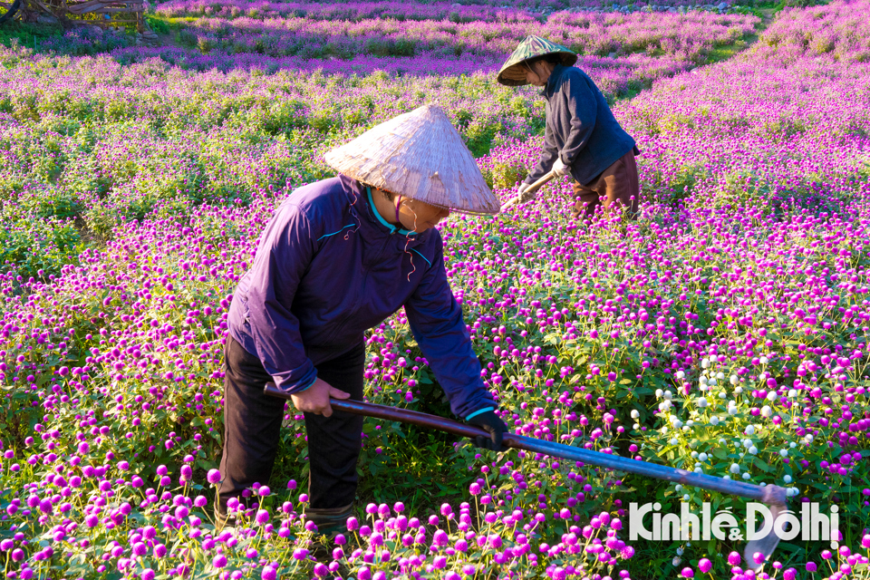 Hoa b&aacute;ch nhật tại đ&acirc;y được trồng theo từng luống để du kh&aacute;ch dễ d&agrave;ng di chuyển, tr&aacute;nh l&agrave;m rụng, g&atilde;y hoa v&agrave; dễ d&agrave;ng chụp ảnh hơn.