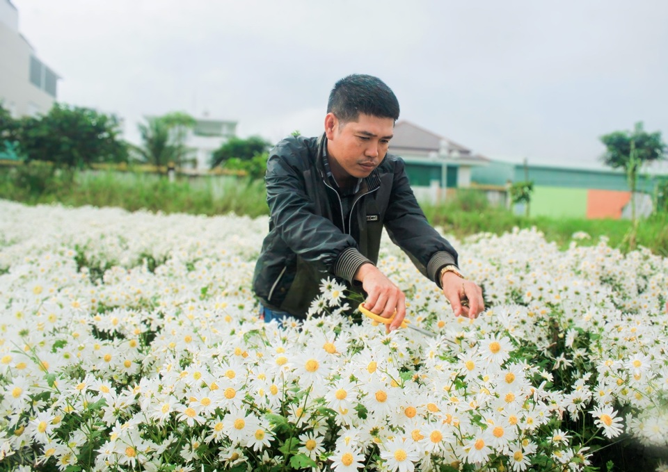 Say m&ecirc; lo&agrave;i hoa n&agrave;y, anh Nguyễn Văn Cảm (TP Quảng Ng&atilde;i) mang giống hoa c&uacute;c họa mi từ thủ đ&ocirc; H&agrave; Nội về trồng ở khu đ&ocirc; thị Ngọc Bảo Vi&ecirc;n (phường Ch&aacute;nh Lộ, TP Quảng Ng&atilde;i).