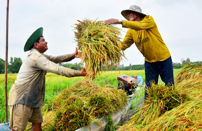 Gi&aacute; l&uacute;a gạo h&ocirc;m nay 1/1/2024: Tiếp đ&agrave; đi ngang. Ảnh minh hoạ