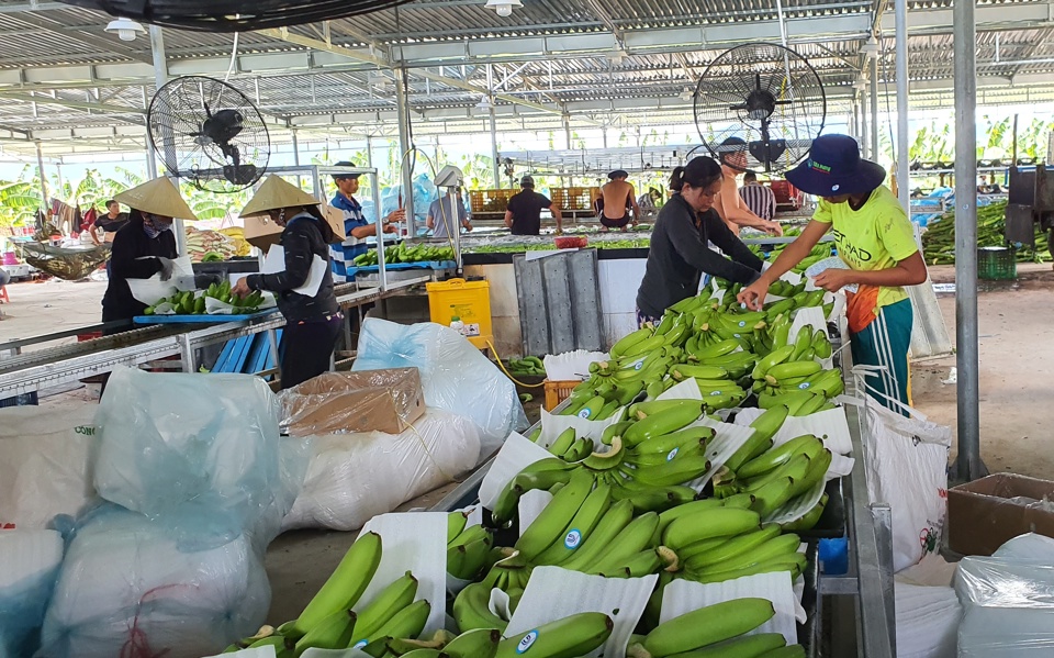 Hiện nay, ở Quảng Ng&atilde;i chỉ c&oacute; 1 m&atilde; v&ugrave;ng trồng xuất khẩu cho sản phẩm chuối được cấp.