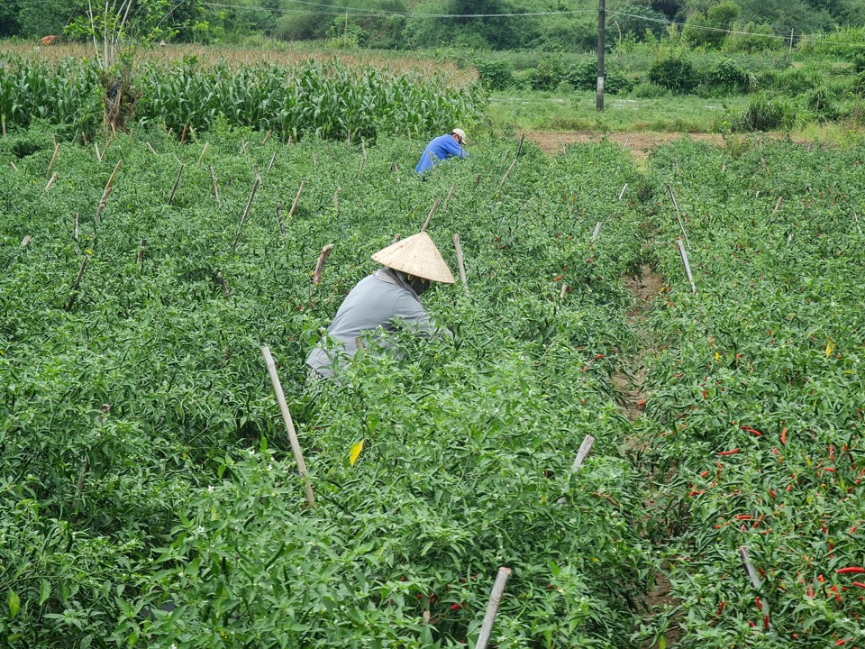 N&ocirc;ng d&acirc;n B&igrave;nh Sơn thu hoạch ớt.