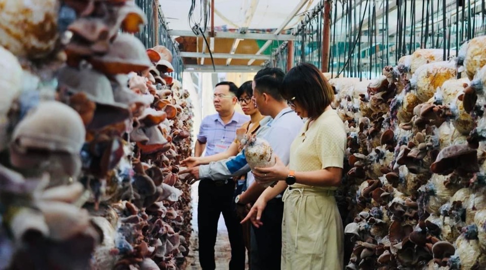 Hệ thống khuyến n&ocirc;ng H&agrave; Nội đ&oacute;ng vai tr&ograve; quan trọng trong chuyển đổi cơ cấu c&acirc;y trồng, vật nu&ocirc;i tr&ecirc;n địa b&agrave;n Thủ đ&ocirc;. Ảnh: &Aacute;nh Ngọc&nbsp;