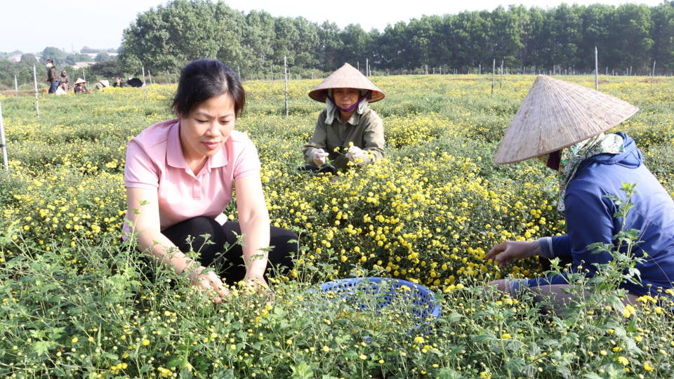 M&ocirc; h&igrave;nh sản xuất c&acirc;y dược liệu gắn với ti&ecirc;u thụ sản phẩm (c&uacute;c chi) tại x&atilde; Thanh Mỹ, thị x&atilde; Sơn T&acirc;y. Ảnh: Ngọc &Aacute;nh