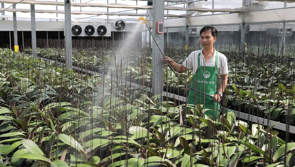 Mô hình trồng lan hồ điệp ứng dụng công nghệ cao tại huyện Mê Linh. Ảnh: Thanh Giang