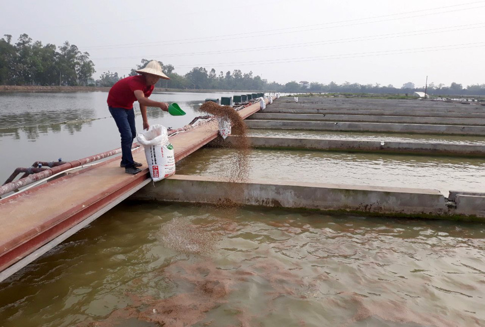 Khuyến nông Hà Nội lan tỏa sản xuất xanh, bền vững - Ảnh 1