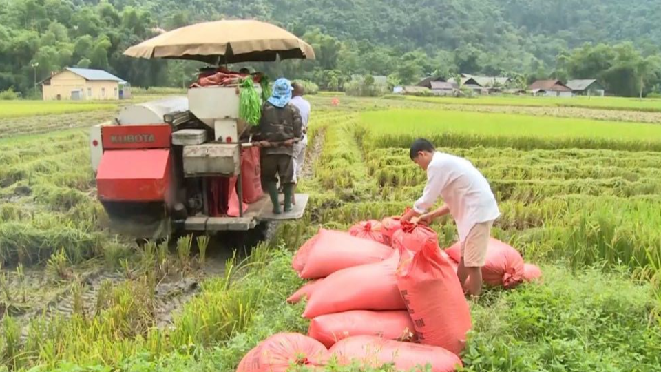 Gi&aacute; l&uacute;a gạo h&ocirc;m nay 3/1/2024: Gi&aacute; gạo xuất khẩu tăng nhẹ. Ảnh minh họa.