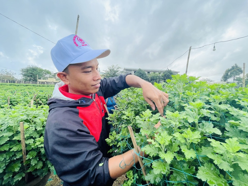 Theo t&igrave;m hiểu, năm nay gi&aacute; vật tư, ph&acirc;n b&oacute;n, điện... đều tăng nhưng gi&aacute; hoa c&uacute;c ở Nghĩa Hiệp vẫn tương đương năm trước. Ảnh: H&agrave; Phương