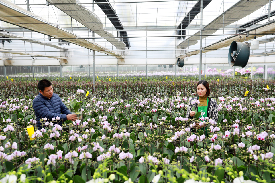 Trang trại hoa l&acirc;n trồng theo c&ocirc;ng nghệ cao tại trang trại M&ecirc; Linh F-Farm x&atilde; Đại Thịnh.