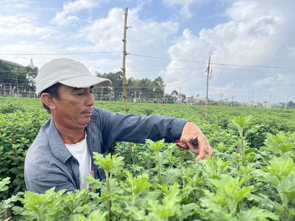 Những ng&agrave;y n&agrave;y, n&ocirc;ng d&acirc;n ở x&atilde; Nghĩa Hiệp (huyện Tư Nghĩa) đang bước v&agrave;o giai đoạn cuối của qu&aacute; tr&igrave;nh chăm s&oacute;c hoa trước khi xuất b&aacute;n ra thị trường dịp Tết Nguy&ecirc;n đ&aacute;n Gi&aacute;p Th&igrave;n 2024. Ảnh: H&agrave; Phương