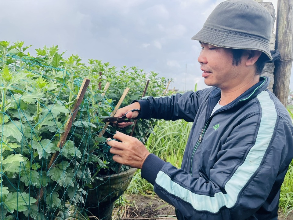 &Ocirc;ng V&otilde; H&ugrave;ng (38 tuổi, th&ocirc;n Thới B&igrave;nh, x&atilde; Nghĩa Hiệp) trồng 1.500 chậu c&uacute;c, gấp đ&ocirc;i so với năm trước v&agrave; khoảng 500 chậu hồng. "To&agrave;n bộ số hoa đ&atilde; được tiểu thương đến hỏi mua, đặt tiền cọc", &ocirc;ng H&ugrave;ng n&oacute;i.&nbsp;Ảnh: H&agrave; Phương