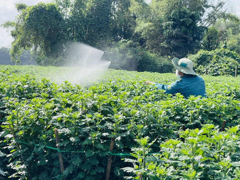 Tại th&ocirc;n Đồng Vi&ecirc;n (x&atilde; Nghĩa Hiệp), gia đ&igrave;nh &ocirc;ng B&ugrave;i Ph&aacute;t (51 tuổi) đang tất bật nhổ cỏ, phun thuốc ph&ograve;ng bệnh.&nbsp;Ảnh: H&agrave; Phương