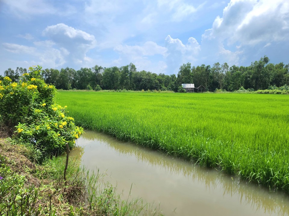 Trồng l&uacute;a xen canh nu&ocirc;i t&ocirc;m c&agrave;ng xanh, c&aacute; nước lợ ở huyện Phước Long (ảnh Ho&agrave;ng Nam)