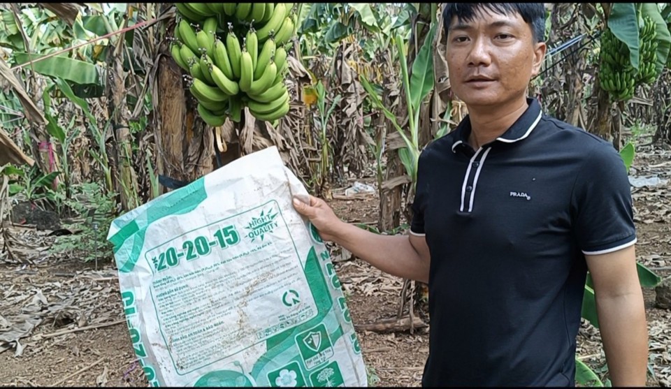 Nông dân Trần Văn Tuấn nhặt bao bì sản phẩm phân bón NPK 20-20-15 mà anh đã sủng dụng bón cho vườn chuối. Ảnh: Trương Hiệu