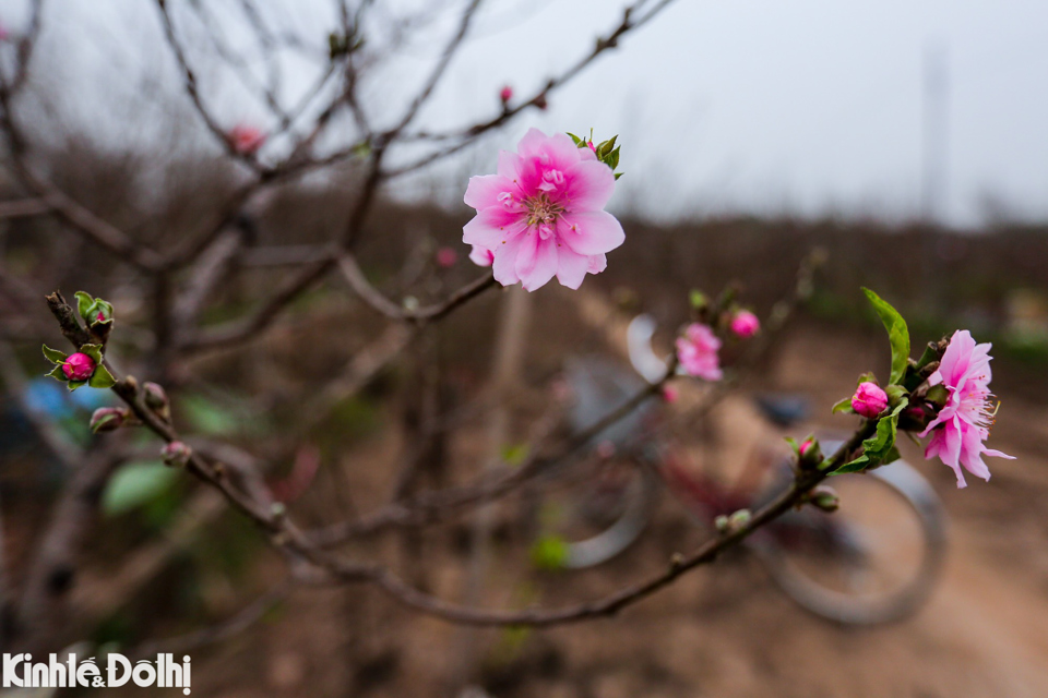 Vẻ đẹp của hoa đ&agrave;o ngay tại c&aacute;c vườn trồng ở Nhật T&acirc;n.