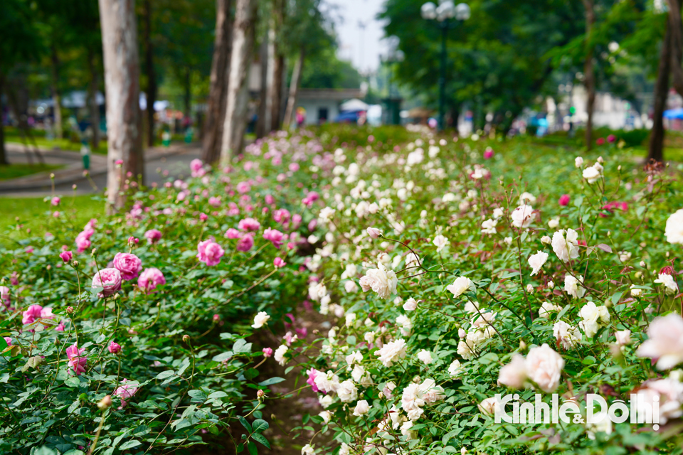 Sau khi th&aacute;o dỡ một đoạn h&agrave;ng r&agrave;o để kết nối với phố đi bộ quanh hồ Thiền Quang, diện mạo c&ocirc;ng vi&ecirc;n đ&atilde; thay đổi, th&ocirc;ng tho&aacute;ng v&agrave; đẹp mắt hơn. Đ&acirc;y trở th&agrave;nh địa điểm tham quan cực kỳ l&yacute; tưởng cho người d&acirc;n, bạn trẻ v&agrave; gia đ&igrave;nh v&agrave;o dịp cuối tuần.